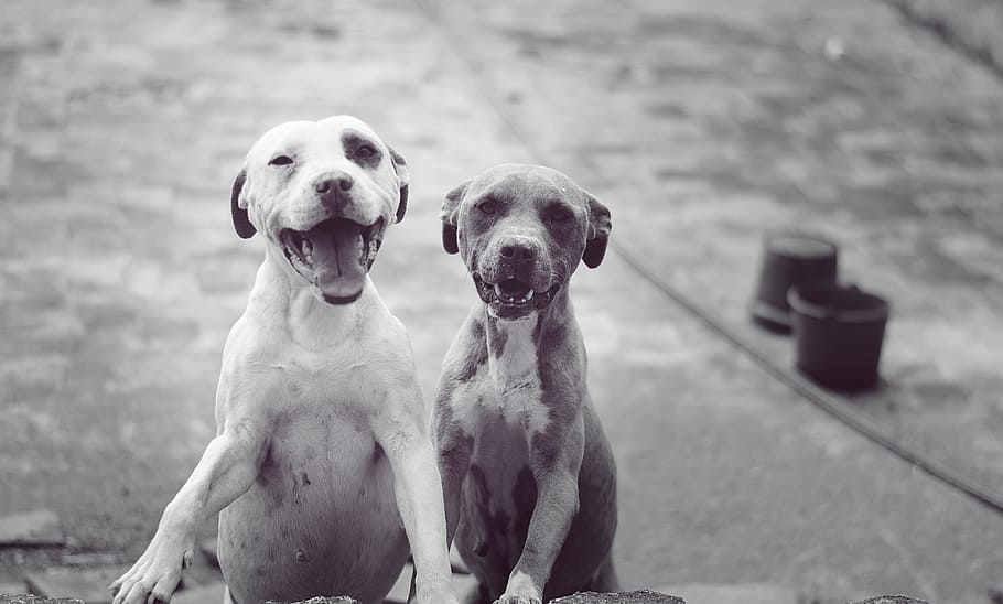 dogs, pets, animals, canine, domestic, mammal, domestic animals HD wallpaper