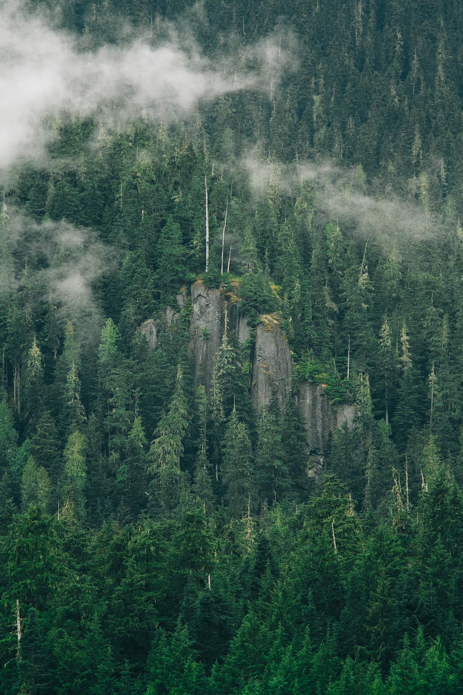 pine tree with smoke, landscape photography of pine trees during daytime HD wallpaper