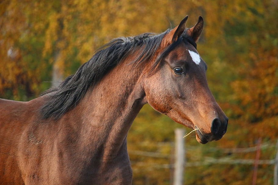 focus photo of brown, black, and white horse, stallion, thoroughbred arabian