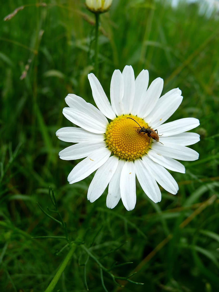 chamomile, beetle, flower, meadow, insect, flowering plant HD wallpaper