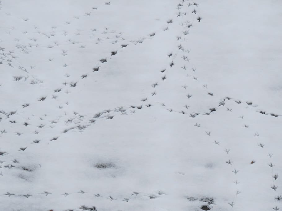 Snow, Traces, Footprints, White, Winter, cold, defrost, thawing HD wallpaper