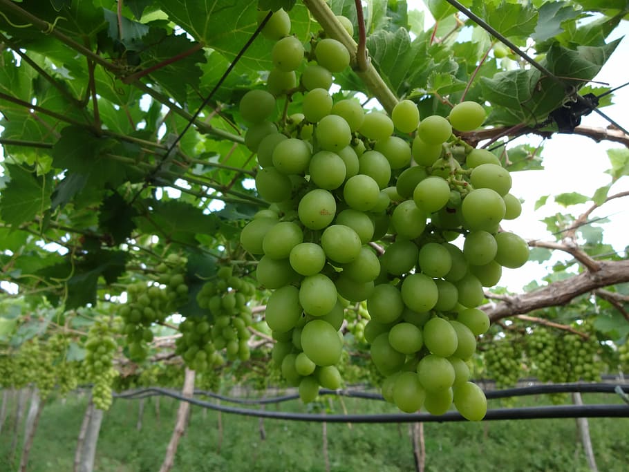 cacho, grapes, natural, healthy eating, food and drink, fruit HD wallpaper