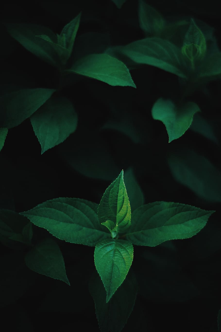 green mint on black background, green leaf plant, leaves, dark