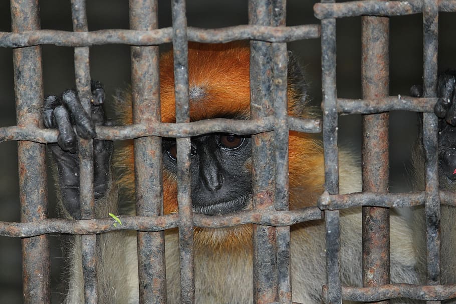 fence, cage, jail, iron, old, animal, mammal, monkey, primate HD wallpaper