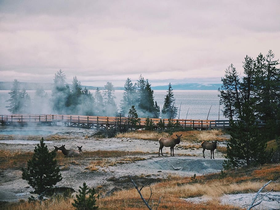 photo of two brown animals near black fence, brown deer beside tree during day HD wallpaper