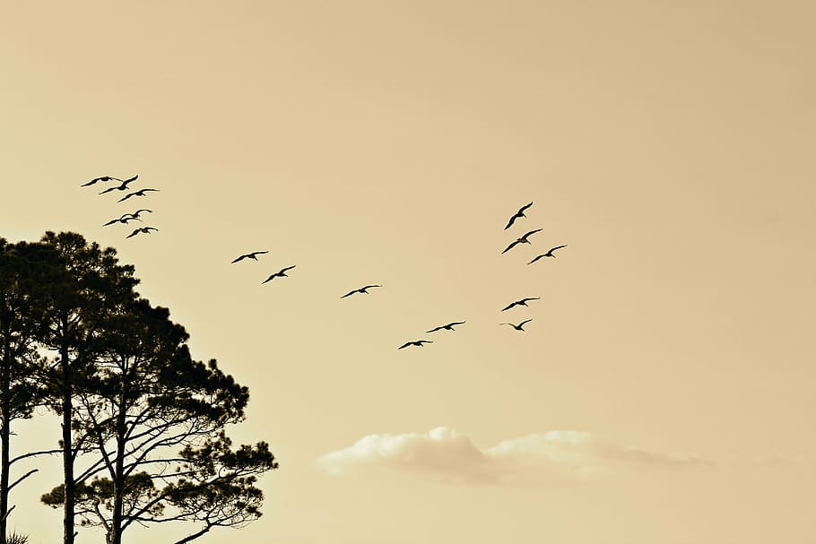 trees above flying birds, formation, south, north, migration, HD wallpaper