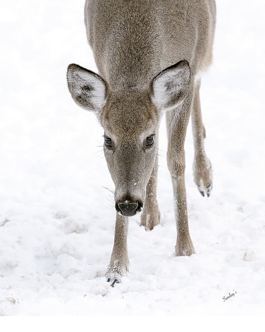 deer, animal, winter, snow, cold temperature, animal themes HD wallpaper