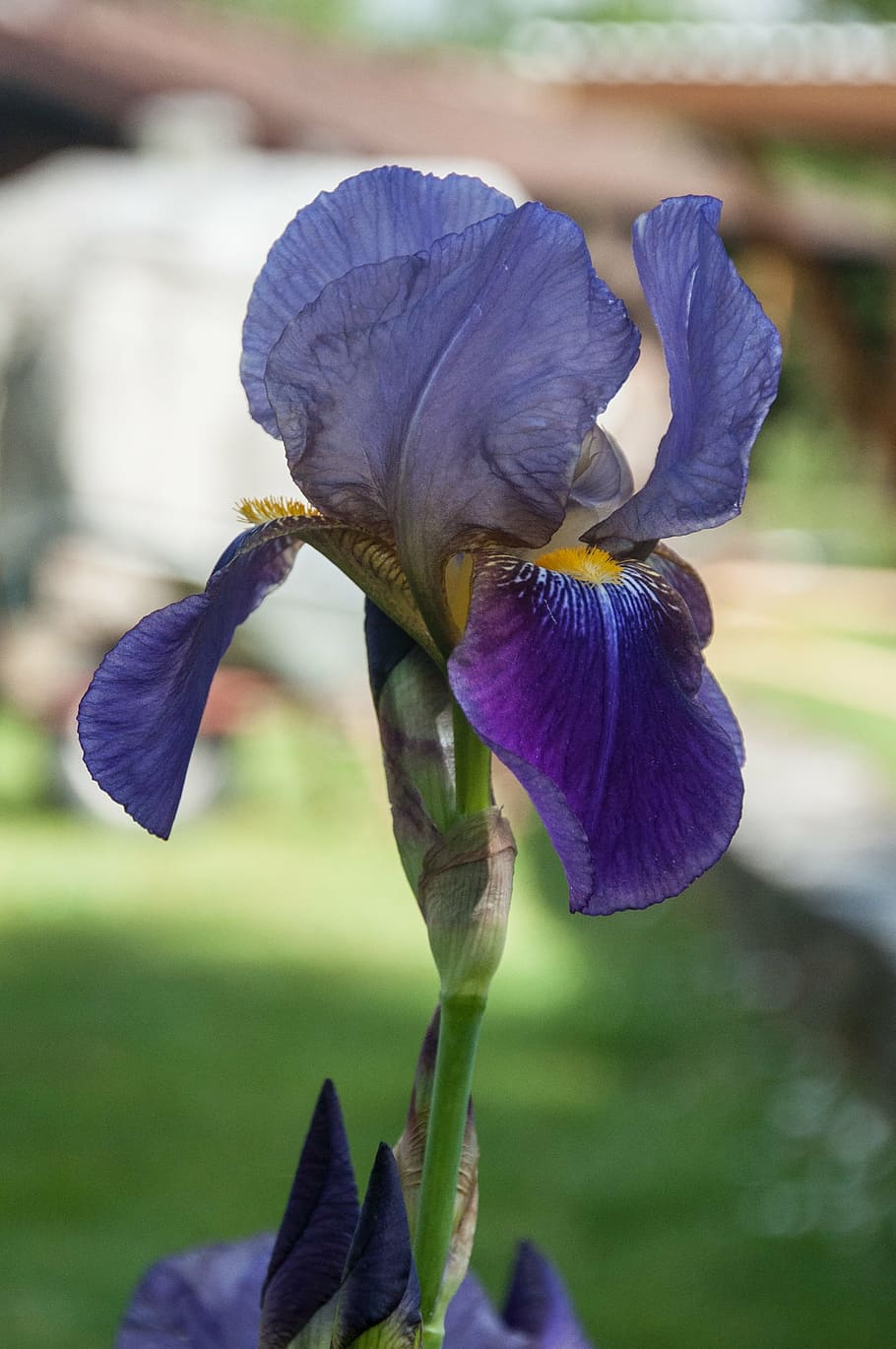 iris, blossom, bloom, plant, violet, nature, flower, purple HD wallpaper