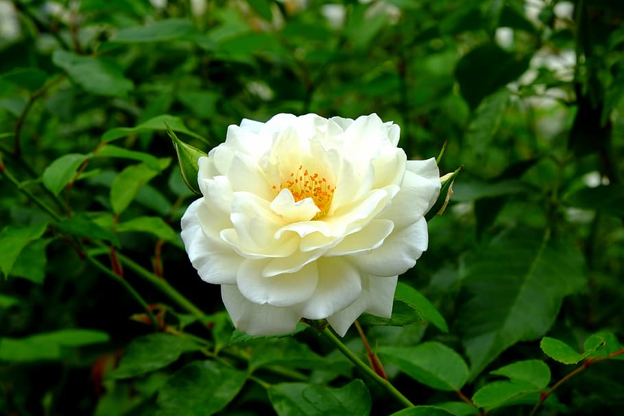 white rose, flower, blossom, bloom, rose bloom, plant, nature HD wallpaper