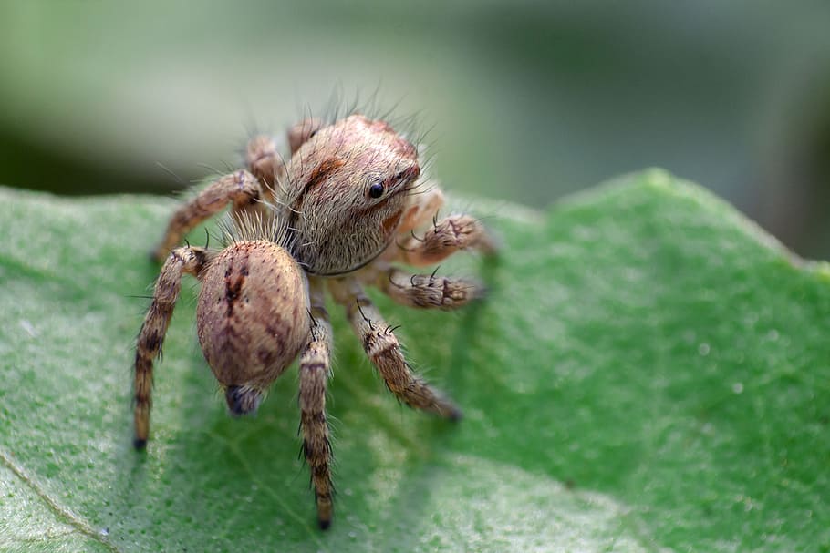 spider, macro, bug, insect, creature, outdoors, nature, animal themes HD wallpaper