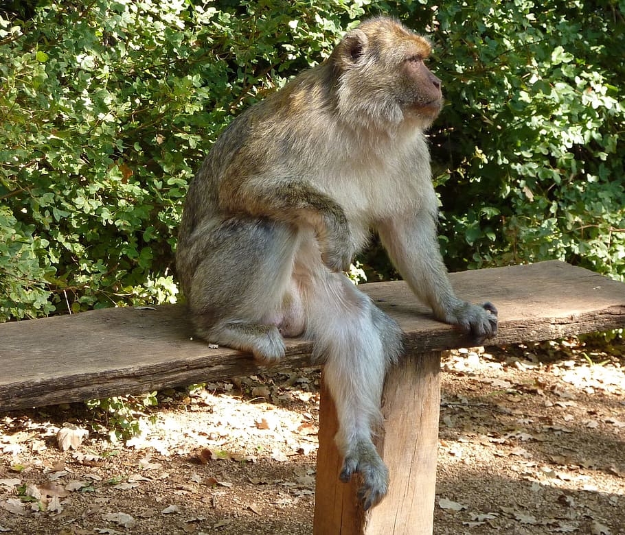 Pause, Monkey, Bench, animal wildlife, animals in the wild HD wallpaper