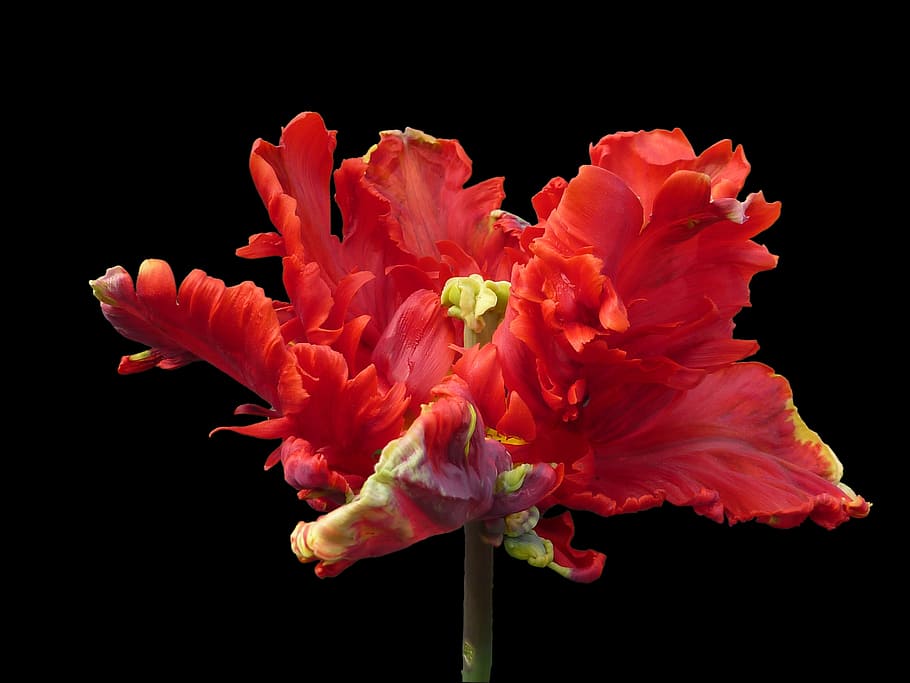 red petaled flower, parrot tulip, rococo, studio shot, flowering plant HD wallpaper