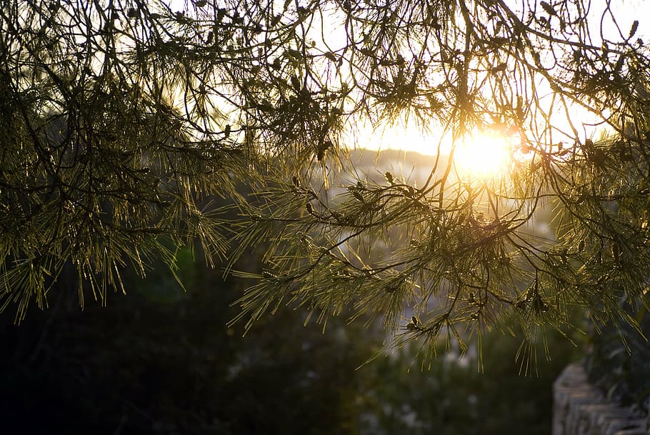 sunlight, pine tree, needles, pines, pine needles, nature, glow HD wallpaper