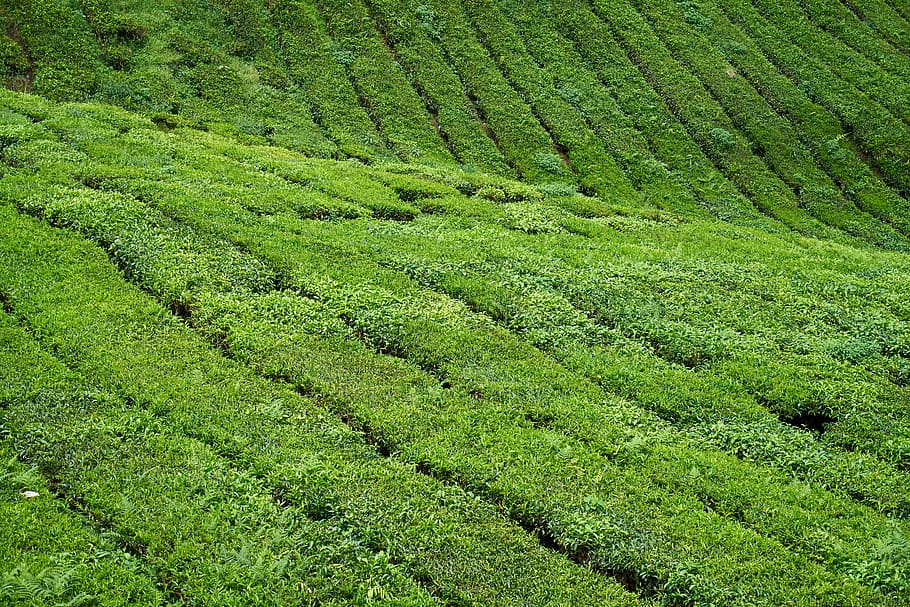 Field, Beautiful, Tea Garden, green, malaysia, peace, plant HD wallpaper