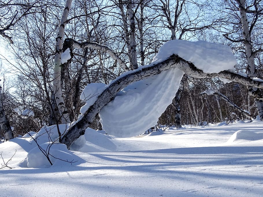forest, snowdrift, snow cap, tree, birch, winter, coldly, nature HD wallpaper