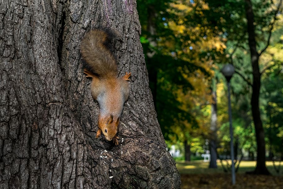 brown and gray squirrel on brown tree trunk, wild, animal, tail HD wallpaper