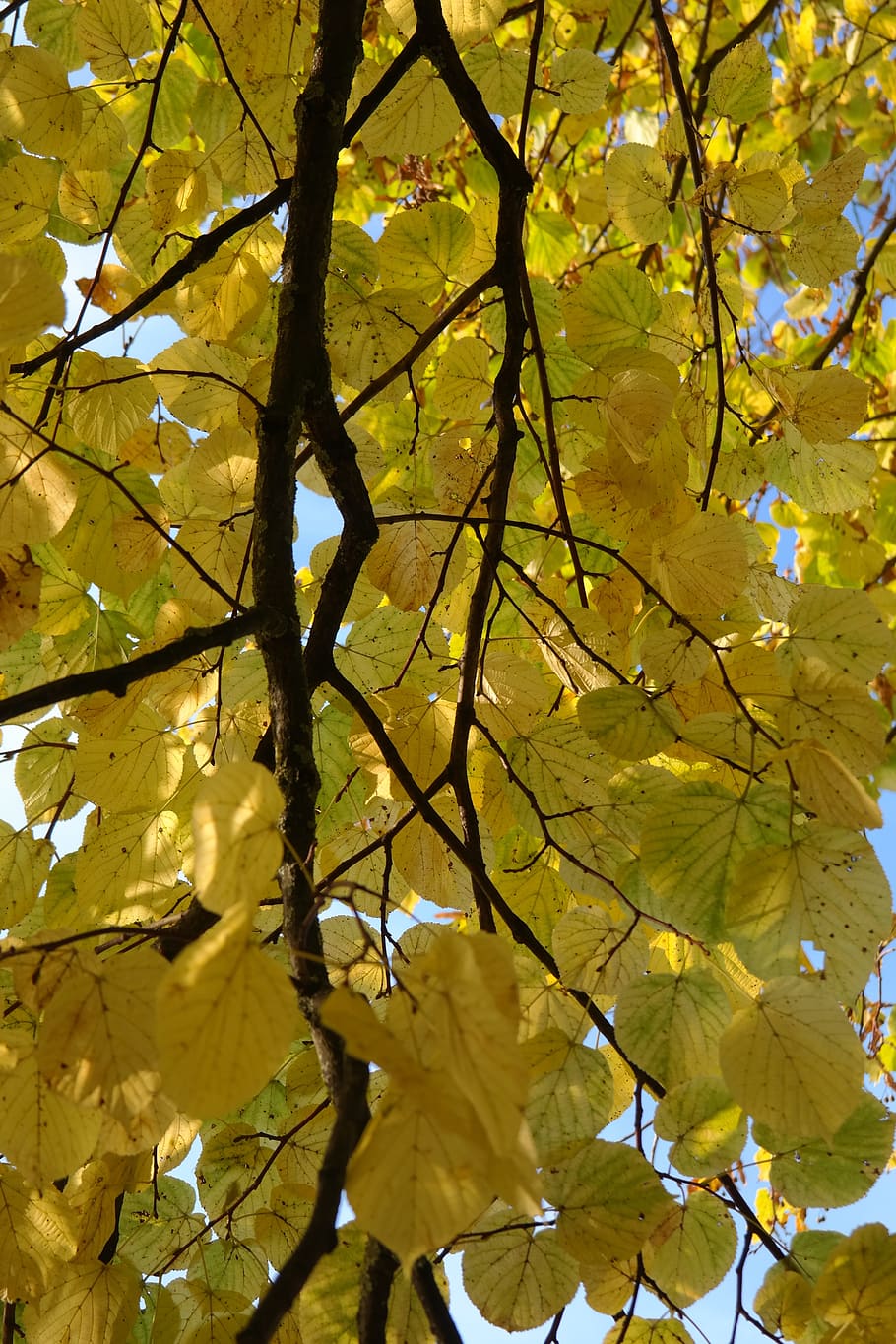Linde, Branch, Tree, Autumn, Fall, Fall Color, leaves, yellow HD wallpaper