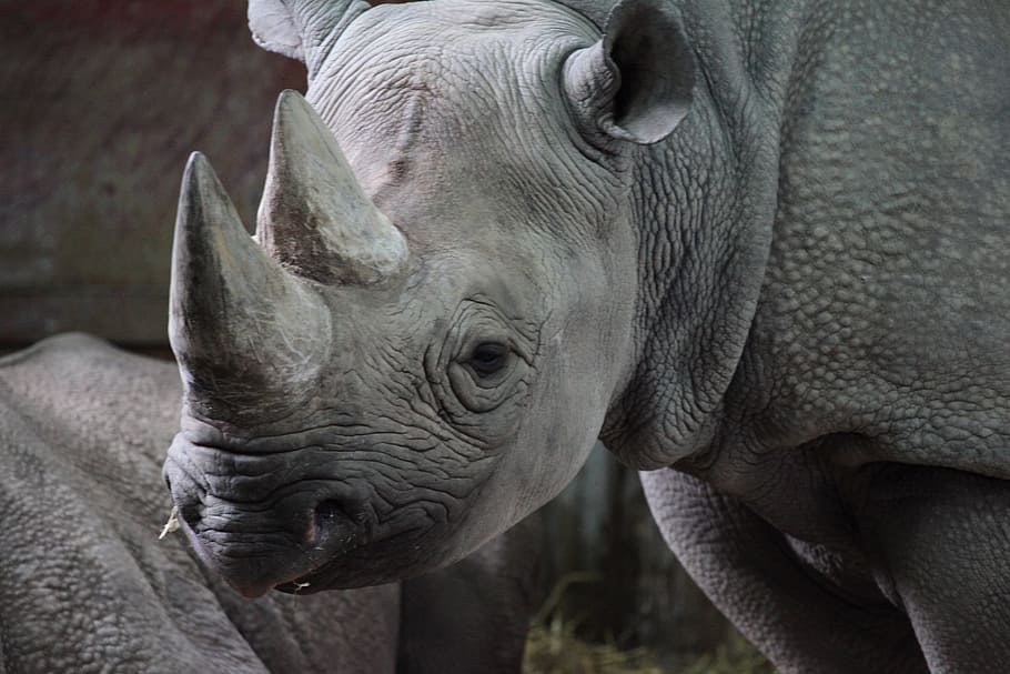 Rhinoceros animal, African, Animal, black, dangerous, endangered, HD wallpaper