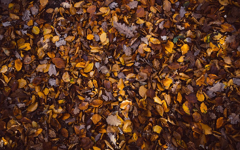 dried leaves on ground, brown dried leaves, leaf, autumn, fall HD wallpaper
