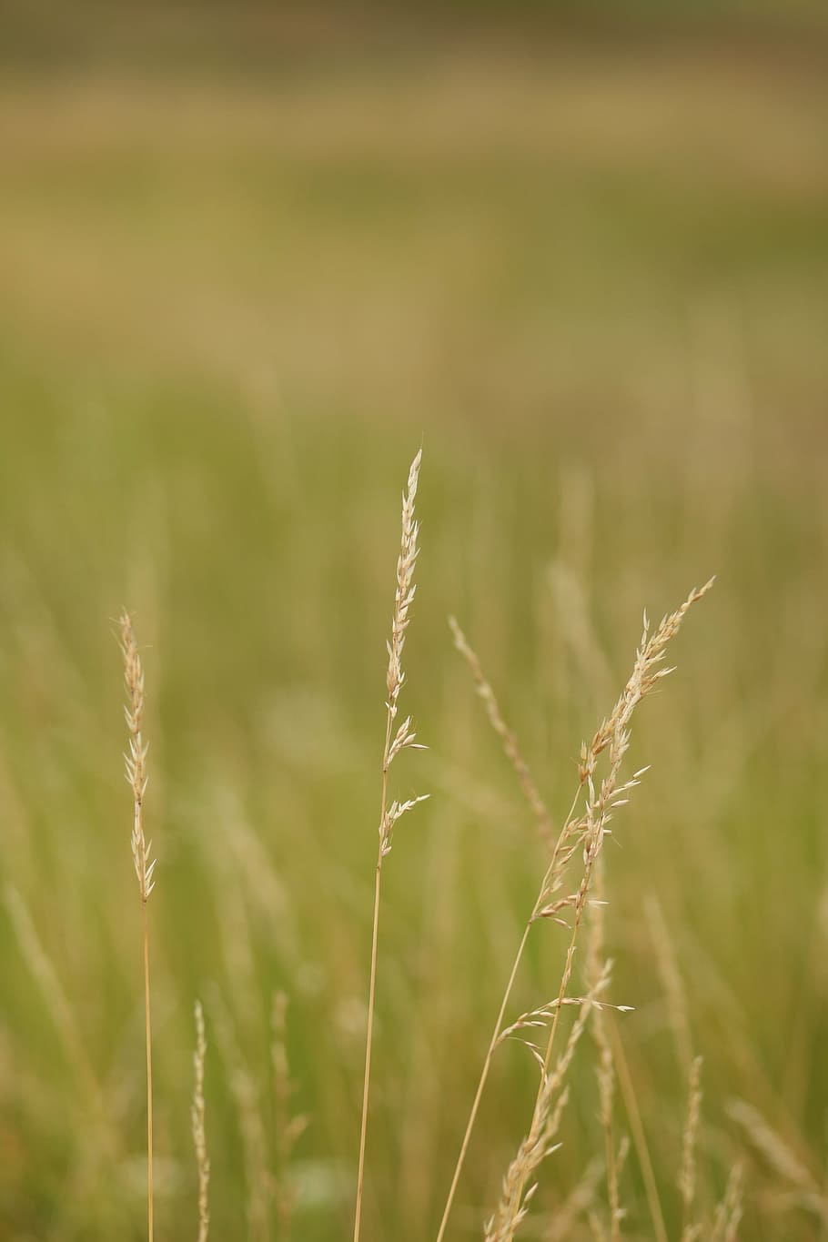 landscape, field, wheat, green, nature, spikes, cereal, cereals HD wallpaper