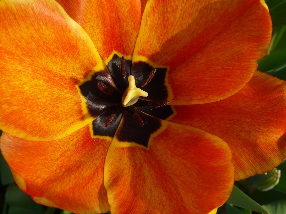tulpenbluete, tulip, spring, orange, tulip cup, color, open, HD wallpaper