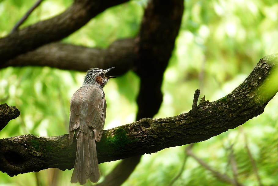 Brown-Eared Bulbul, Twitter, Natural, in the early summer, may, HD wallpaper