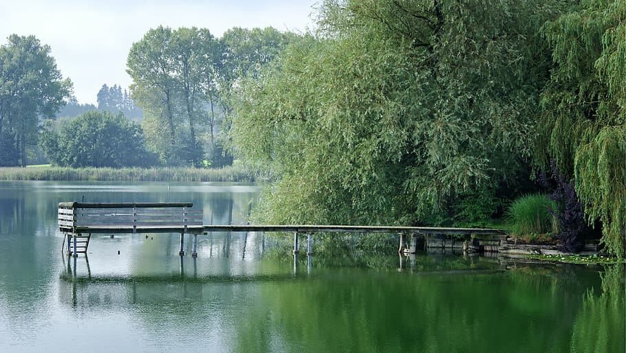 boardwalk, web, pier, water, lake, nature, green, bank, waters HD wallpaper