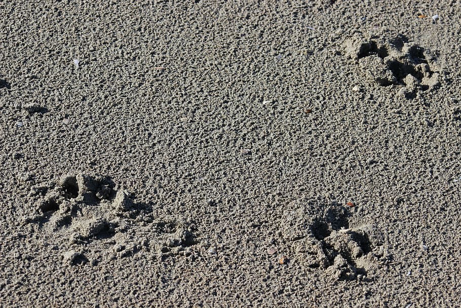 traces, fingerprints, sand, land, high angle view, nature, day HD wallpaper