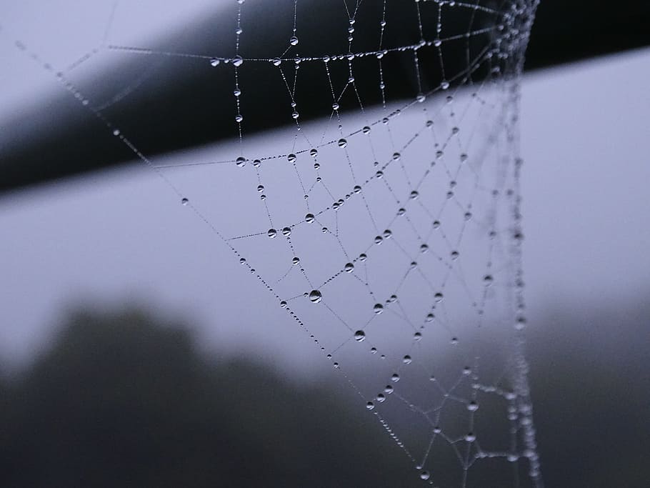 cobweb, mist, nibelina, close-up, no people, spider web, sport HD wallpaper