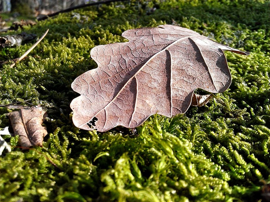 Oak, Leaf, Moss, Forest, Nature, oak leaf, autumn, sheet, leaflet HD wallpaper