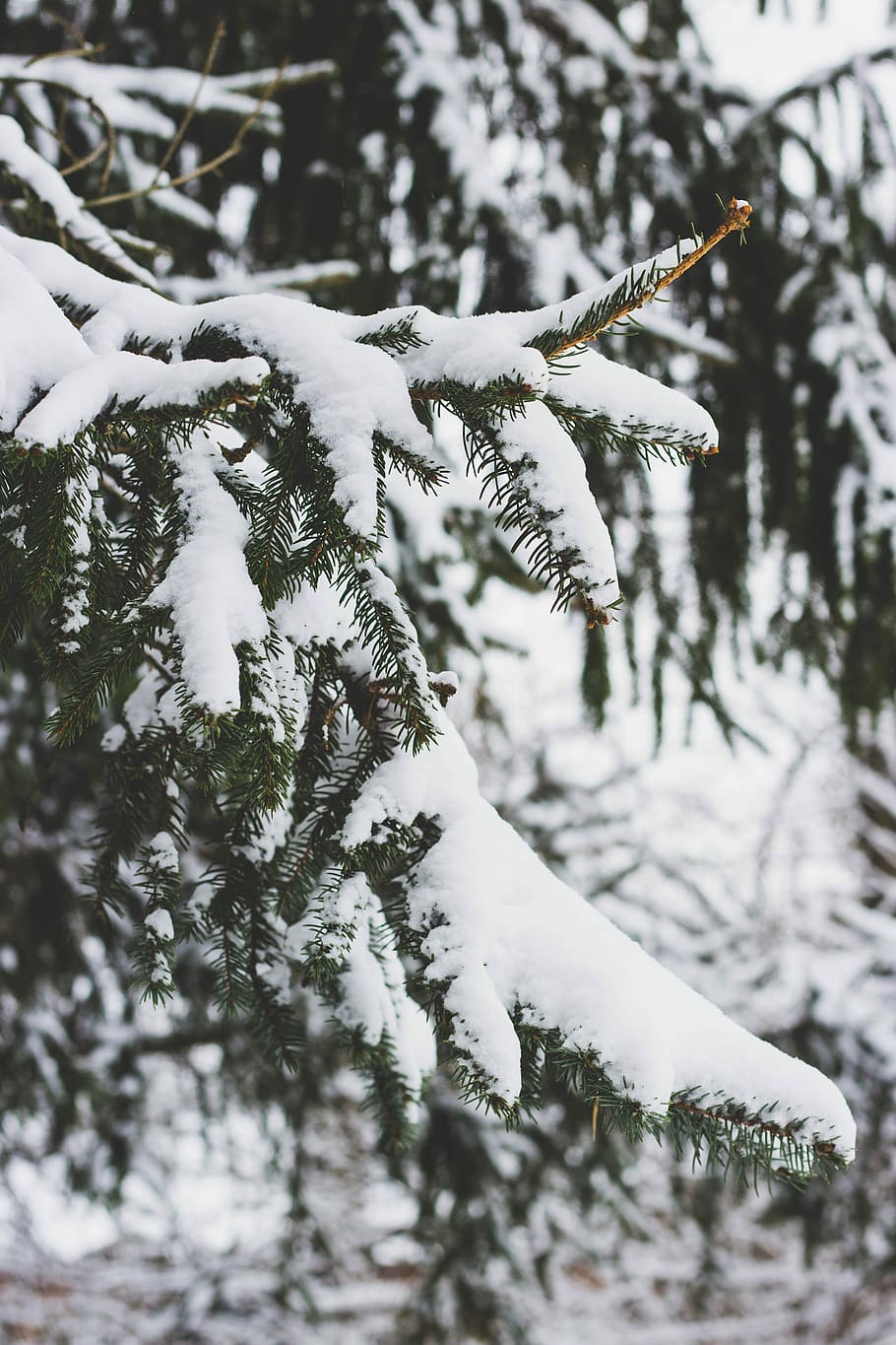 Fallen Snow, snow covered pine trees, winter, nature, cold temperature HD wallpaper