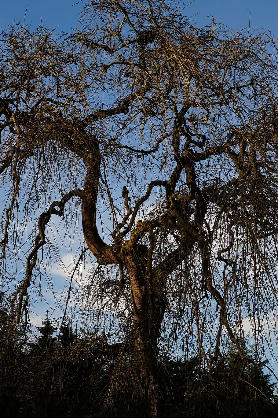 Ива корявая деревья фото