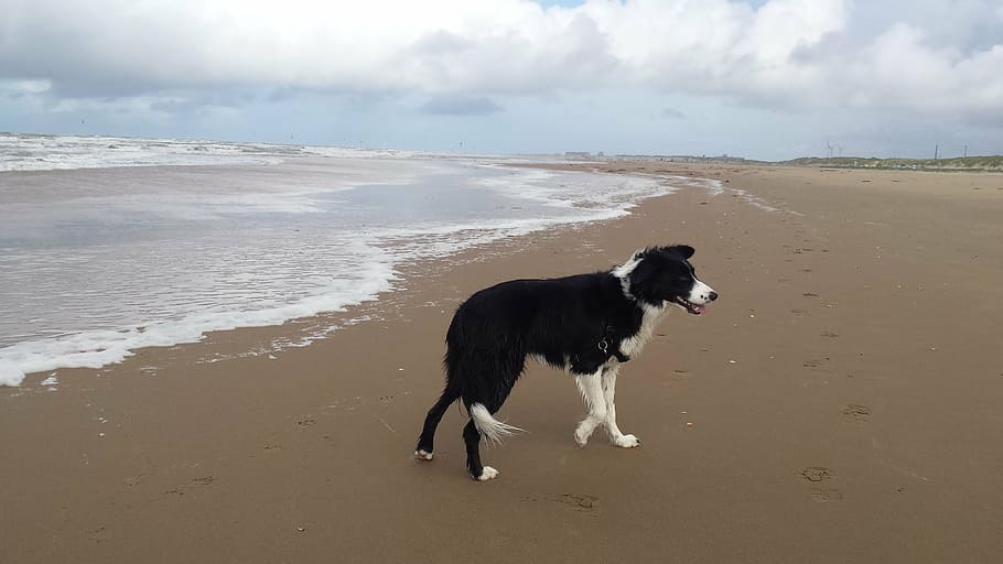 beach, border collie, dog, sandy beach, sea, coast, walk, pets, HD wallpaper