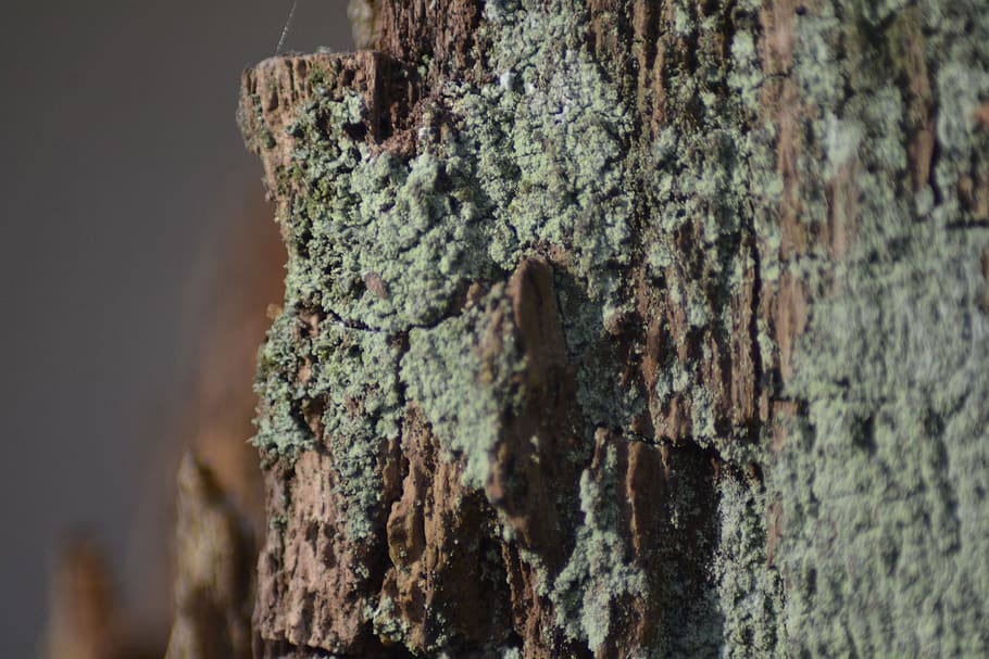 tree, bark, nature, wood, textured, close-up, tree trunk, focus on foreground HD wallpaper