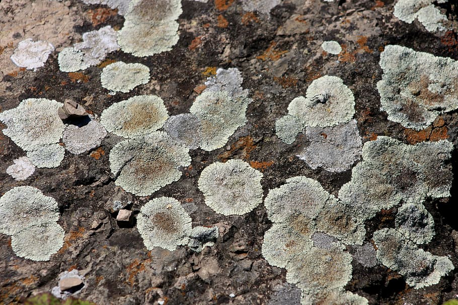 texture, kennedy, stone, old, macro, backgrounds, textured HD wallpaper