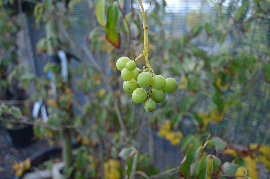 nature, green, spring, growth, plant, food and drink, fruit HD wallpaper