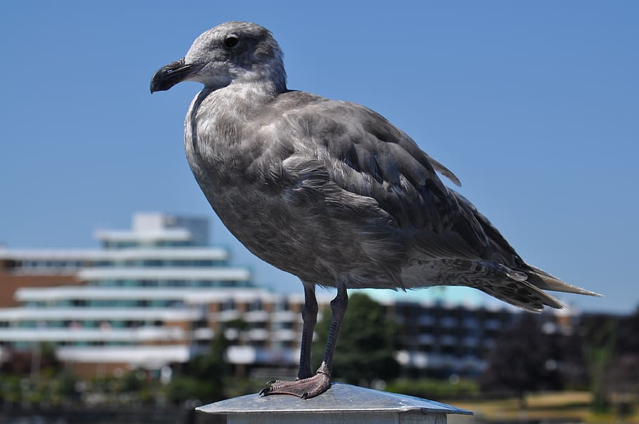 coast, seagull, bird, beach, ocean, wildlife, harbor, beak HD wallpaper