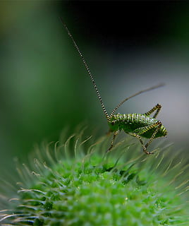 green cricket in close-up photography, delicate insect, grasshopper HD wallpaper