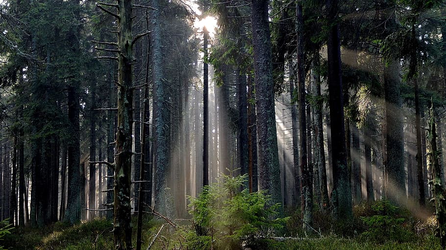 sun rays passing through forest trees, forest with sunlight, wood HD wallpaper