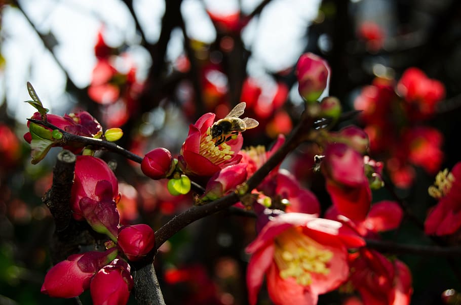 bee, flower, red, nature, spring, summer, istanbul, branch HD wallpaper