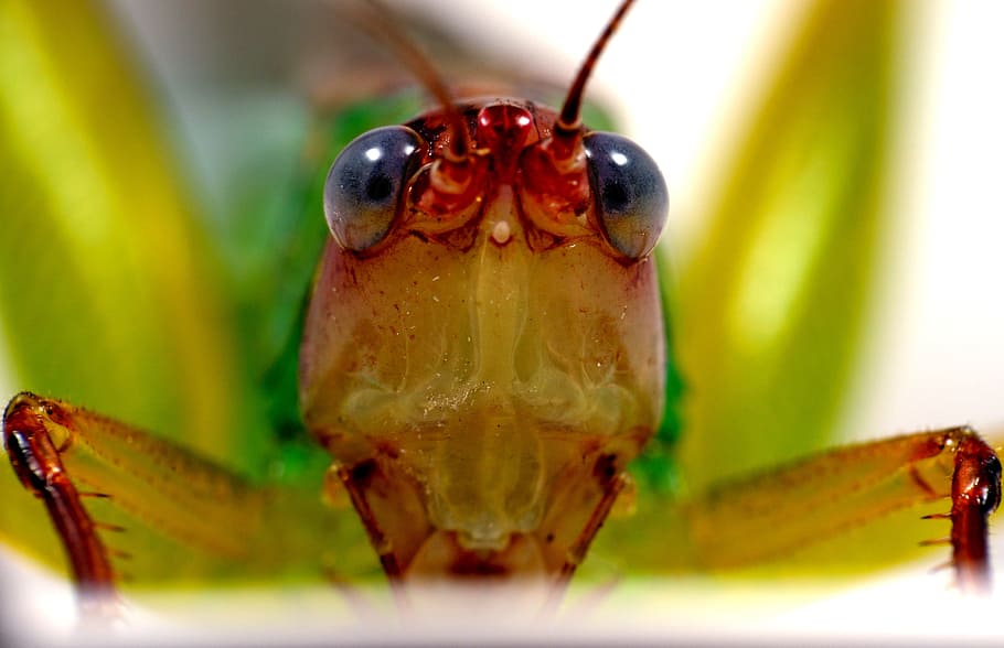 grasshopper, bug, insect, creature, wildlife, nature, animal HD wallpaper