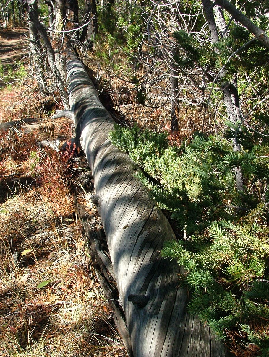 tree, bark, fell, timber, pine, plant, nature, day, land, forest HD wallpaper