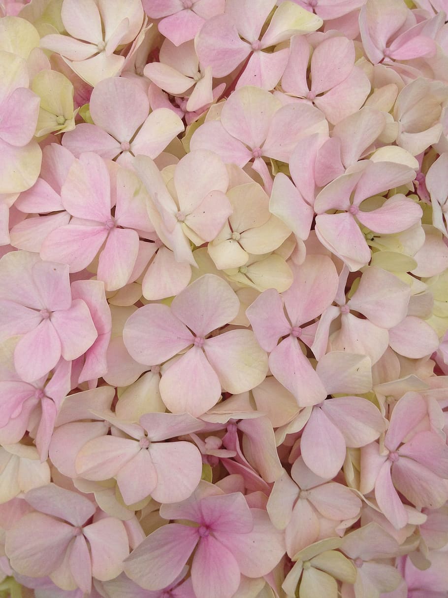 flower, texture, hydrangea, pink, petals, pink color, freshness HD wallpaper