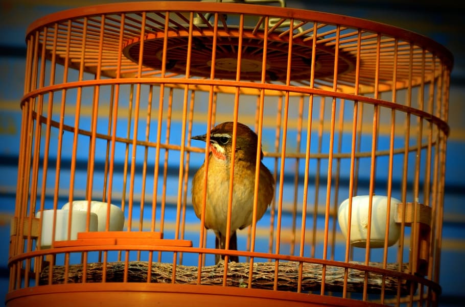 animals, bird, cage, pet, sing, singing bird, birdcage, animal themes HD wallpaper