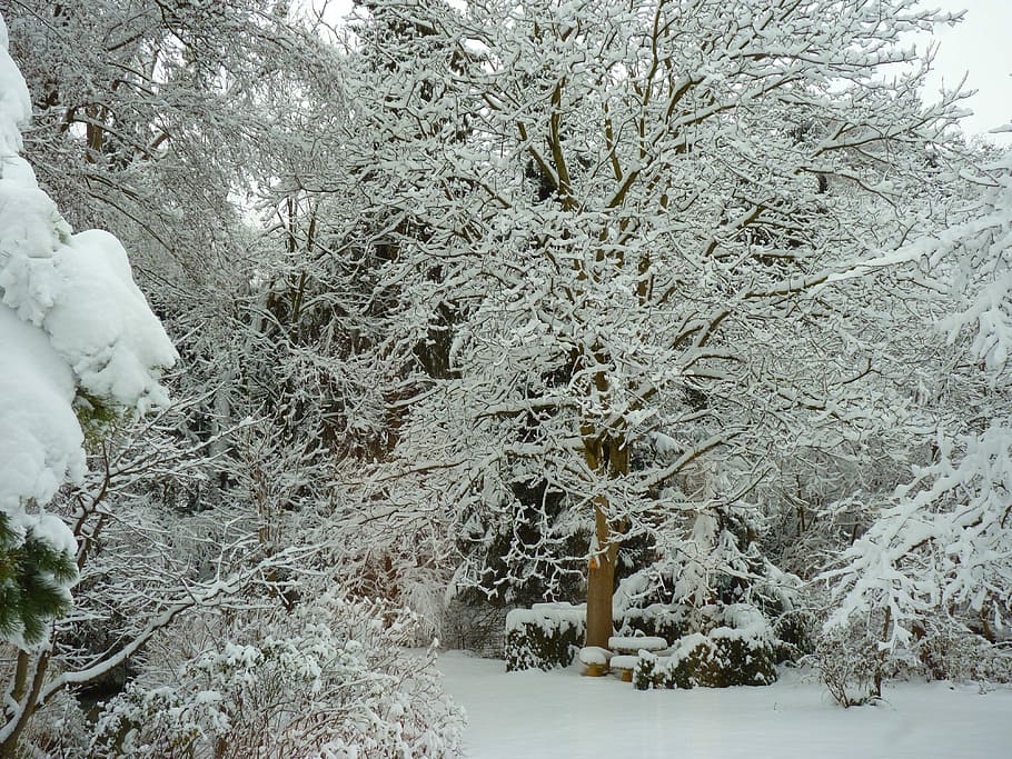 Wintry, Winter, Cold, Snow, White, cold temperature, nature HD wallpaper