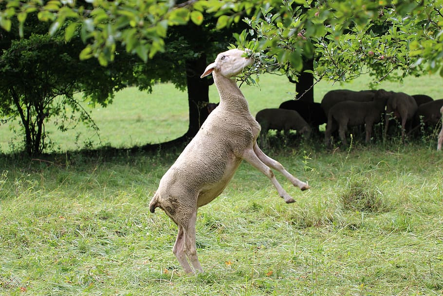 goat, eat, white, plant, animal themes, mammal, vertebrate HD wallpaper