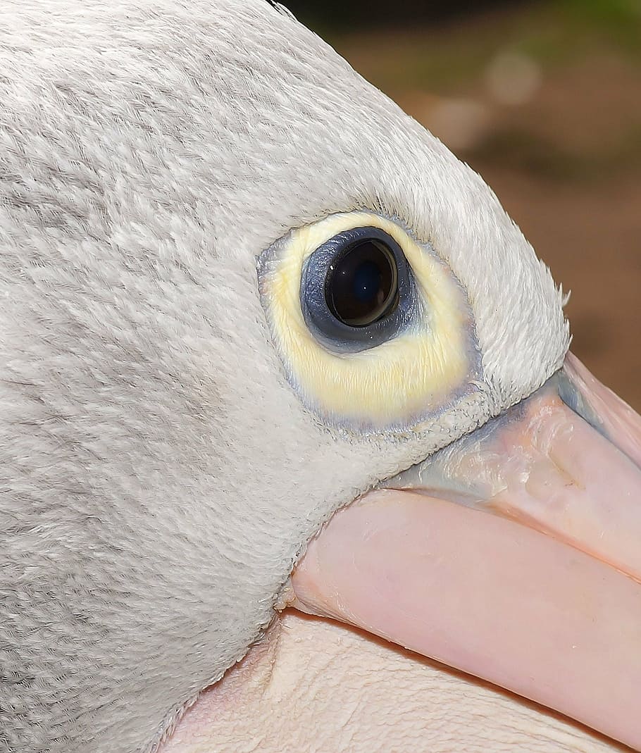 pelikan, head, portrait, eye, close, bill, white, bird, animal
