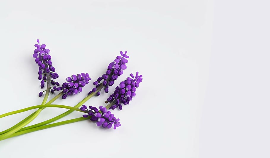 lavender on white surface, grape-hyacinth, purple, spring, muscari