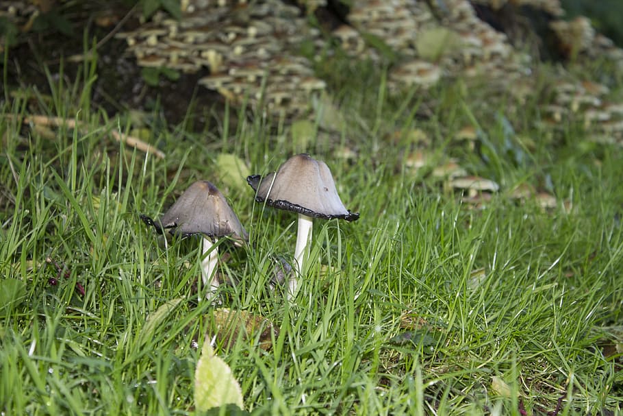 mushrooms, nature, grass, plant, growth, fungus, land, toadstool HD wallpaper