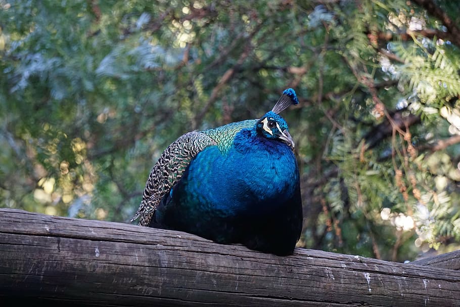 ave, peacock, trunk, park, bird, peafowl, log, one animal, animals in the wild HD wallpaper